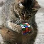 Cat Rubiks Cube