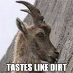 There could be many opportunities with this template. :) | TASTES LIKE DIRT | image tagged in imgflip 10 guy goat,memes | made w/ Imgflip meme maker