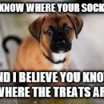 Cute dog | YES I KNOW WHERE YOUR SOCKS ARE; AND I BELIEVE YOU KNOW WHERE THE TREATS ARE | image tagged in cute dog | made w/ Imgflip meme maker