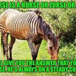 TALK TO MR ZEBRA HORSE | "A HORSE IS A HORSE OR ZORSE OR ZORSE; HE'LL GIVE YOU THE ANSWER THAT YOU'LL ENDORSE. HE'S ALWAYS ON A STEADY COURSE..." | image tagged in zebra horse | made w/ Imgflip meme maker