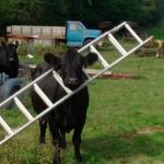 ladder cow