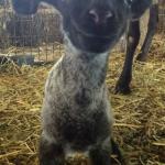 SmileLamb