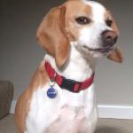 Skeptical beagle