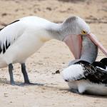 Pelican Checkup