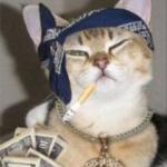 gangsta cat