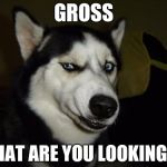 Funny Dog | GROSS; WHAT ARE YOU LOOKING AT | image tagged in funny dog | made w/ Imgflip meme maker