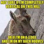 IMGFLIP 10 Guy Goat | NOT SURE IF I'M COMPLETELY  VERTICAL ON THIS HILL; OR IF I'M ON A LEDGE AND I'M ON MY BACK HOOVES | image tagged in imgflip 10 guy goat,memes | made w/ Imgflip meme maker