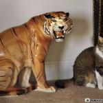 Cat mocking tiger statue licking fur
