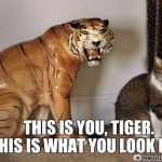 Cat mocking tiger statue licking fur | THIS IS YOU, TIGER.       THIS IS WHAT YOU LOOK LIKE. | image tagged in cat mocking tiger statue licking fur | made w/ Imgflip meme maker