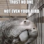 April Fools' Day | TRUST NO ONE; IT'S APRIL FOOLS' DAY; NOT EVEN YOUR BIRD | image tagged in april fools day,african grey,funny,trust no one | made w/ Imgflip meme maker