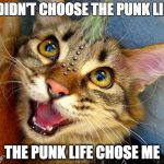 punk cat | I DIDN'T CHOOSE THE PUNK LIFE; THE PUNK LIFE CHOSE ME | image tagged in punk cat | made w/ Imgflip meme maker