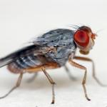 fruit fly