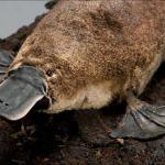 Platypus meme