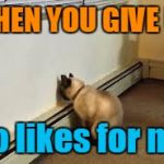 When You Give Up | WHEN YOU GIVE UP; no likes for me | image tagged in give up cat | made w/ Imgflip meme maker