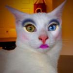 Makeup cat