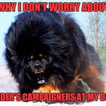 Fluffy wuffy | WHY I DON'T WORRY ABOUT; SANDER'S CAMPAIGNERS AT MY DOOR | image tagged in fluffy wuffy | made w/ Imgflip meme maker