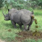 rhino poop