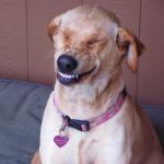 Smile dog meme