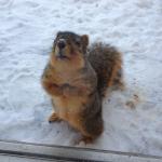 squirrel begging