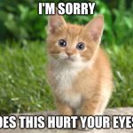 Cute cats | I'M SORRY; DOES THIS HURT YOUR EYES? | image tagged in cute cats | made w/ Imgflip meme maker