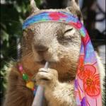 stoned squirell meme