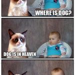 Grumpy Baby | WHERE IS DOG? DOG IS IN HEAVEN; GOOD. | image tagged in dad joke cat,memes,i'm sorry | made w/ Imgflip meme maker