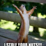 Insane Squirrel | I STOLE YOUR NUTS!!! MUAHAHAHAHAHA | image tagged in insane squirrel | made w/ Imgflip meme maker