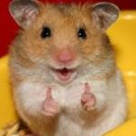 Thumbs up hamster 