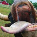 cow tongue