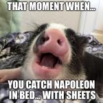 pig meme | THAT MOMENT WHEN... YOU CATCH NAPOLEON IN BED... WITH SHEETS | image tagged in pig meme | made w/ Imgflip meme maker