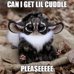 Cute fox | CAN I GET LIL CUDDLE; PLEASEEEEE | image tagged in cute fox | made w/ Imgflip meme maker