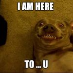 dogs; pets; funny | I AM HERE; TO ... U | image tagged in dogs pets funny | made w/ Imgflip meme maker