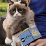 angry cat microphone | MICROPHONE SAYS GOOD MORNING AMERICA; I HATE MORNINGS | image tagged in angry cat microphone | made w/ Imgflip meme maker