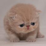 Cute Cat is Sad