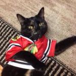 Blackhawks Cat