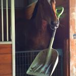 Horse Shovel