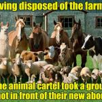 The new crime lords | Having disposed of the farmer; The animal cartel took a group shot in front of their new abode | image tagged in animals | made w/ Imgflip meme maker