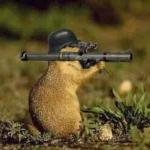 gun gerbil meme