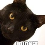 I THINK YOU MIGHT WANT TO RECONSIDER | REALLY? I DIDN'T THINK SO. | image tagged in black cat being catty,cats,funny cats,black cat pissed | made w/ Imgflip meme maker