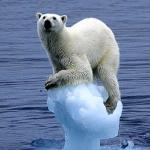 Polar bear climate change meme