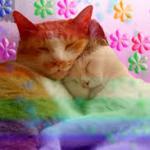 rainbow cats