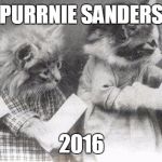 Voting Kittens | PURRNIE SANDERS; 2016 | image tagged in voting kittens | made w/ Imgflip meme maker
