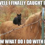 This is somehow your fault. | WELL I FINALLY CAUGHT IT; NOW WHAT DO I DO WITH IT? | image tagged in black cat,funny cats,funny animals | made w/ Imgflip meme maker