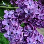 Happy Birthday Lilacs