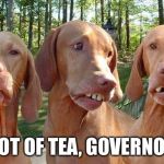 Buck tooth dogs | SPOT OF TEA, GOVERNOR? | image tagged in buck tooth dogs | made w/ Imgflip meme maker