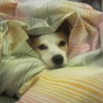 Dog hiding under a blanket