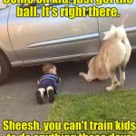 Doggone, I mean, kidgone it! | Come on kid, just get the ball. It's right there. Sheesh, you can't train kids to do anything these days. | image tagged in funny dog | made w/ Imgflip meme maker