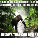 Gorilla | WE ARE HUNTED AND MUTILATED BY THE MOST INTELLIGENT CREATURE ON THE PLANET; AND HE SAYS THAT GOD LOVES HIM. | image tagged in gorilla | made w/ Imgflip meme maker