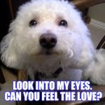 Fluffy dog | LOOK INTO MY EYES. CAN YOU FEEL THE LOVE? | image tagged in fluffy dog | made w/ Imgflip meme maker
