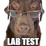 Labrador | NO WAIT FOR; LAB TEST RESULTS? | image tagged in labrador | made w/ Imgflip meme maker